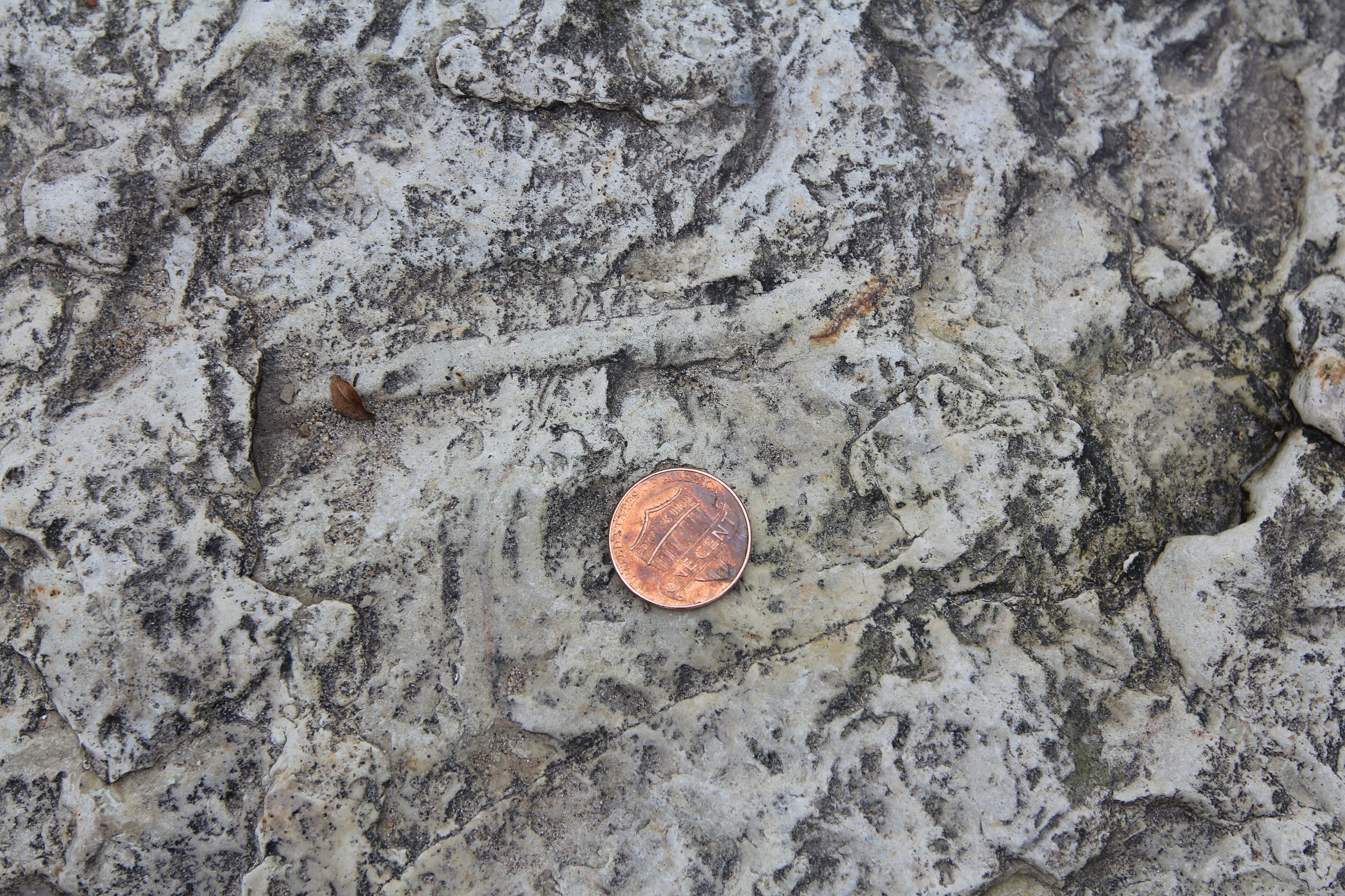 Silurian trace fossil at Hawley Road & Menomonee River interreef deposit, Racine Formation.