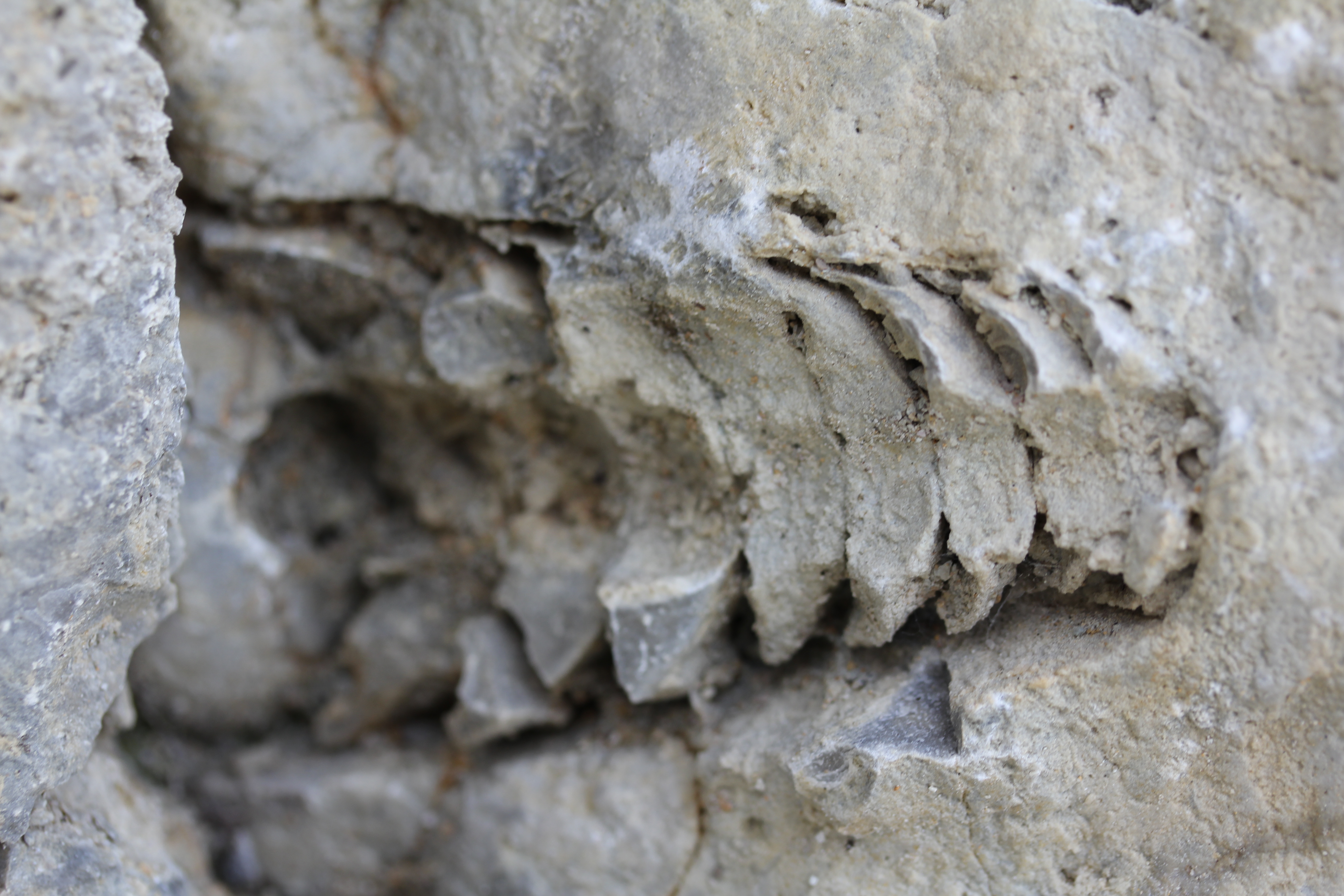 Orthoconic nautiloid cephalopod in Racine Formation at Racine County Quarry Lake Park.