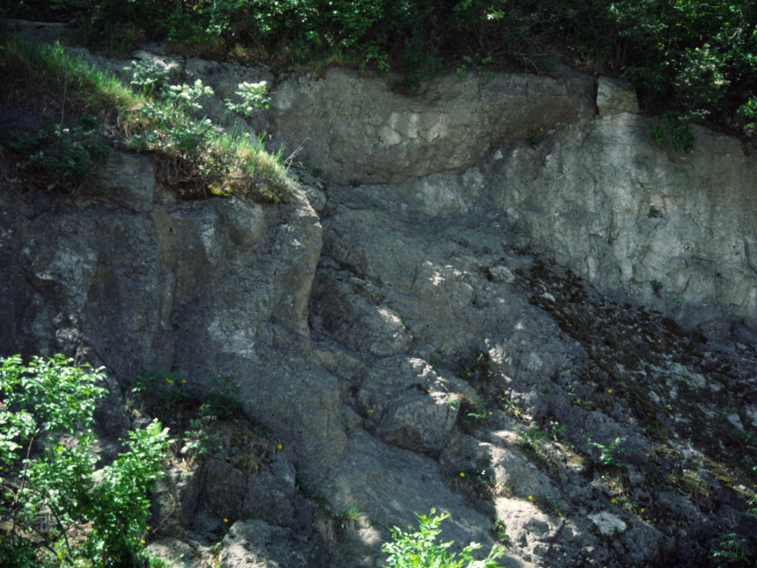 Silurian reef outcrop at Miller Park.