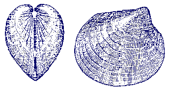 Silurian bivales