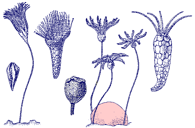 Silurian cystoids and other echinoderms.