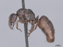 45741 Formica cinerea P IN