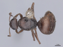 45741 Formica cinerea D IN