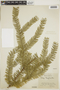 Torreya taxifolia Arn., U.S.A., C. F. Wheeler 513, F