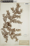 Taxus floridana Nutt. ex Chapm., U.S.A., A. H. Curtiss 2674, F