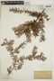 Taxus floridana Nutt. ex Chapm., U.S.A., A. H. Curtiss, F