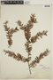 Taxus floridana Nutt. ex Chapm., U.S.A., A. H. Curtiss 2674, F