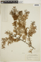 Taxus floridana Nutt. ex Chapm., U.S.A., F. S. Blanton 7050, F