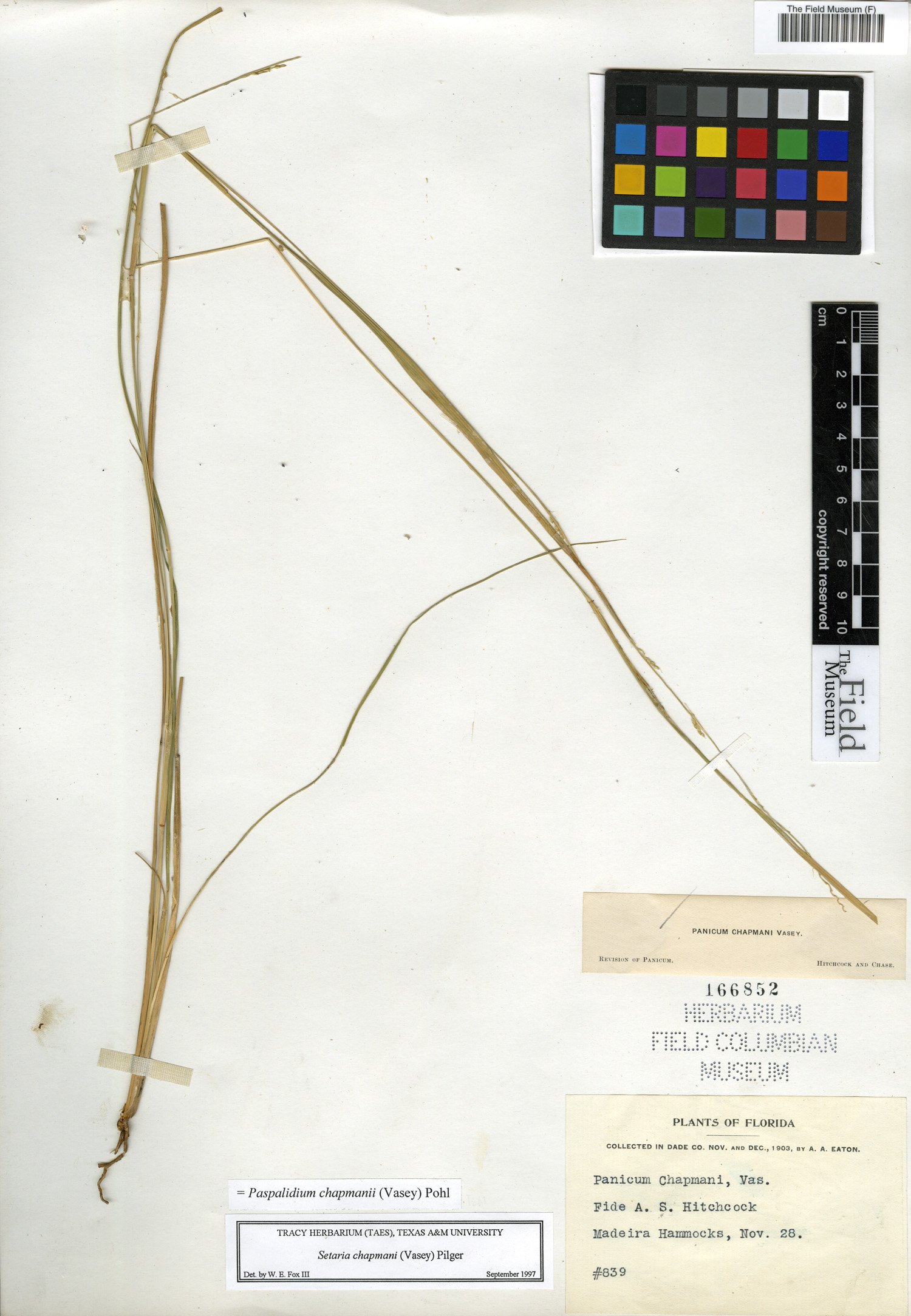 Paspalidium chapmanii image