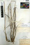 Tripsacum floridanum image