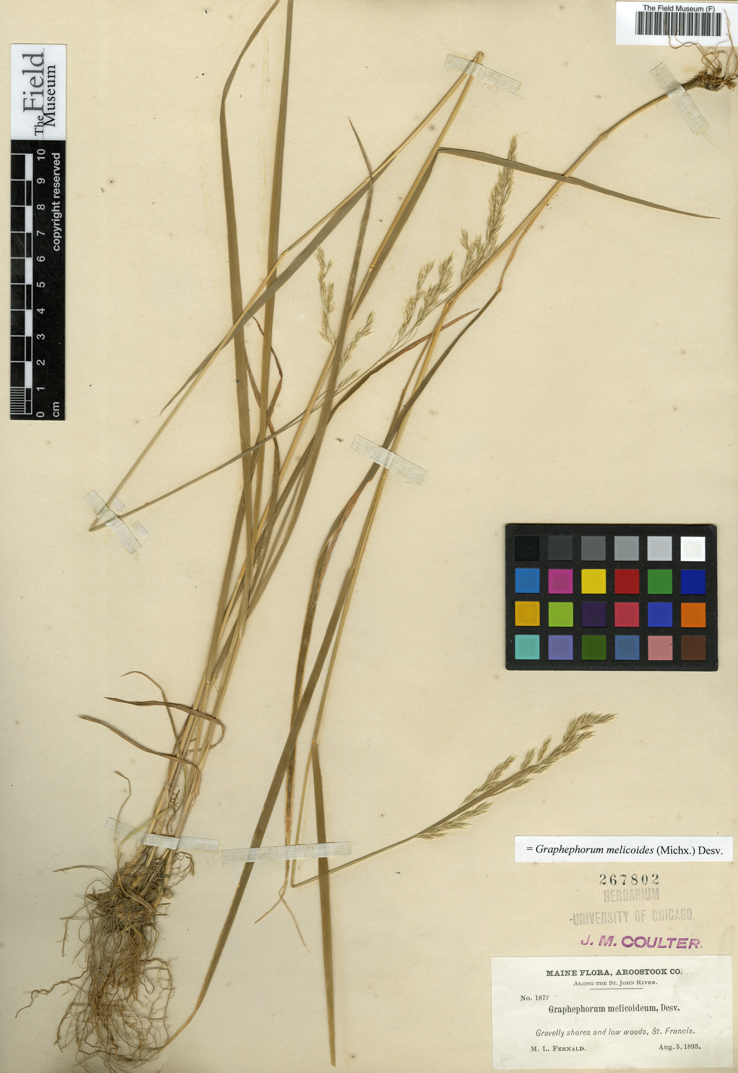 Graphephorum melicoides image