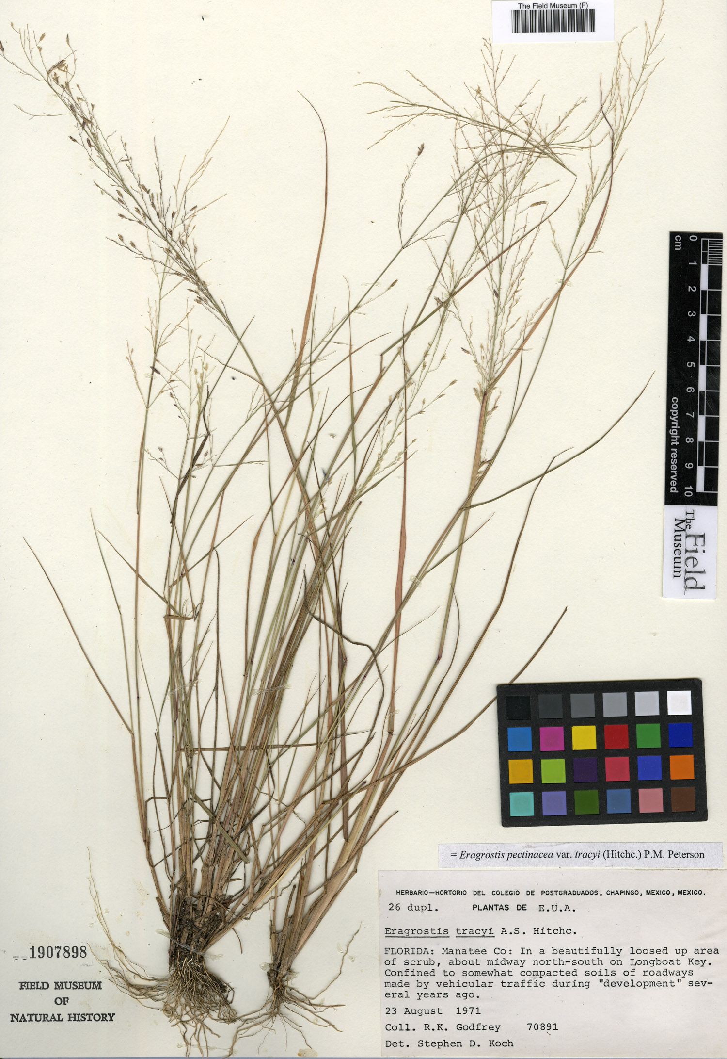 Eragrostis pectinacea var. tracyi image