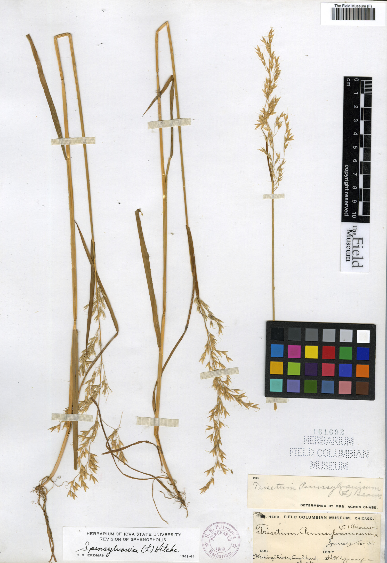 Sphenopholis pensylvanica image