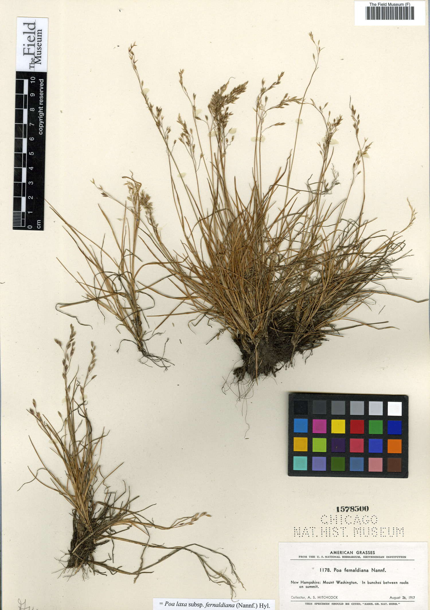 Poa laxa image