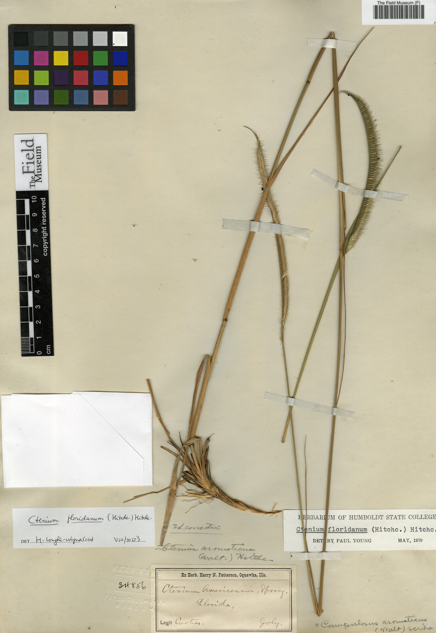 Ctenium floridanum image