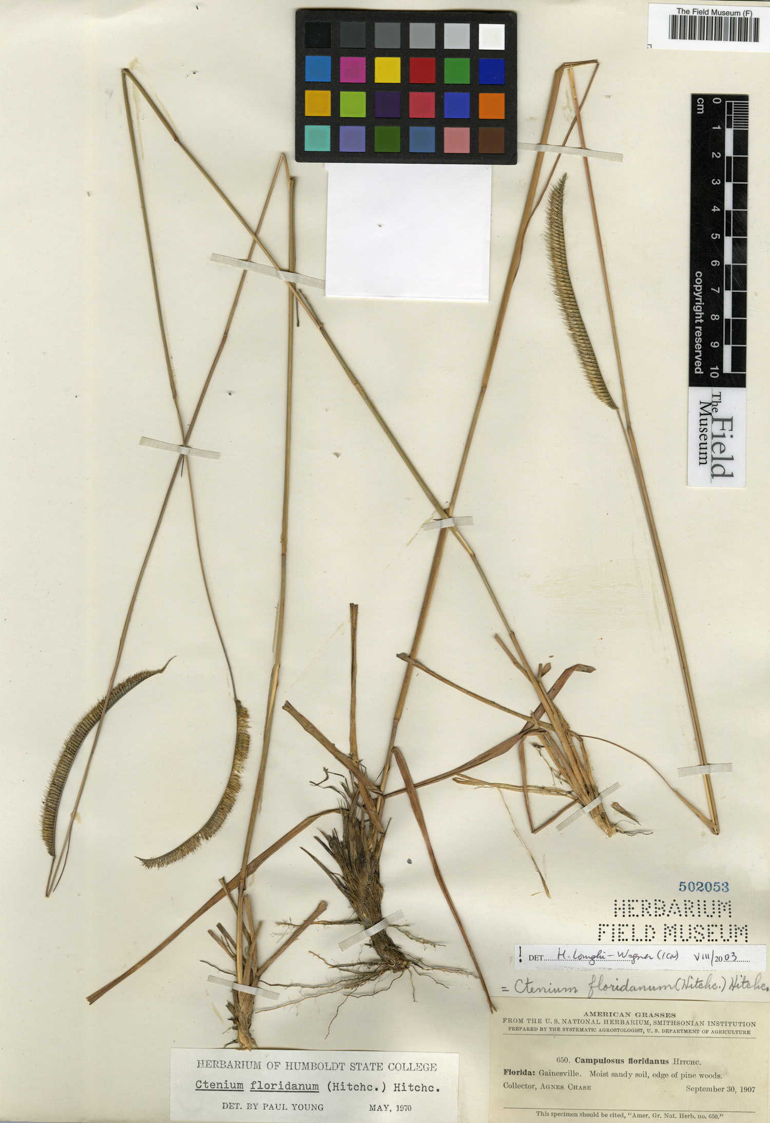Ctenium floridanum image