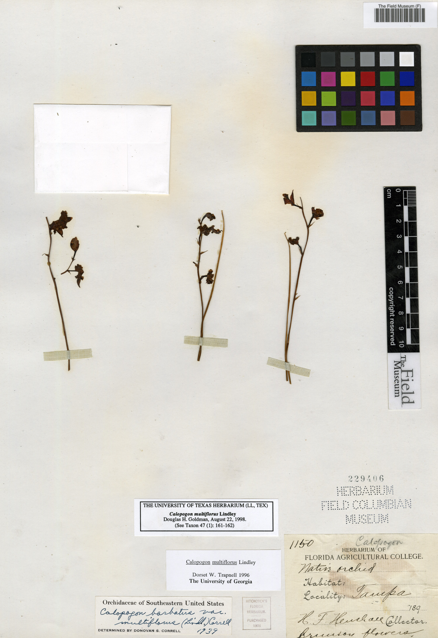 Calopogon multiflorus image