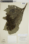 Calycophyllum megistocaulum (K. Krause) C. M. Taylor, PERU, F