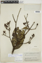 Calycophyllum megistocaulum (K. Krause) C. M. Taylor, BRAZIL, F