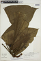 Calycophyllum megistocaulum (K. Krause) C. M. Taylor, PERU, F