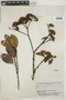 Calycophyllum spruceanum (Benth.) K. Schum., BRAZIL, F