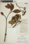 Calycophyllum spruceanum (Benth.) K. Schum., PERU, F