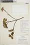 Calycophyllum spruceanum (Benth.) K. Schum., PERU, F