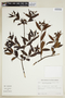 Cephalanthus glabratus (Spreng.) K. Schum., BRAZIL, F