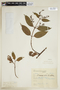 Chiococca alba (L.) Hitchc., BRAZIL, F