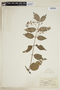 Chiococca alba (L.) Hitchc., BRAZIL, F