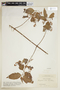 Chiococca alba (L.) Hitchc., COLOMBIA, F