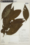 Chomelia tenuiflora Benth., PERU, F