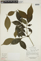 Chomelia tenuiflora Benth., ECUADOR, F