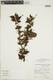 Chomelia tenuiflora Benth., BRAZIL, F