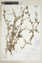 Amsinckia calycina (Moris) E. H. Chater, PERU, F