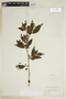 Cordia bullata subsp. humilis (Jacq.) Gaviria, BRAZIL, F