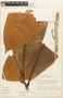 Erythroxylum macrophyllum var. macrocnemium (Mart.) Plowman, Peru, T. C. Plowman 11315, F