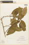Erythroxylum magnoliifolium A. St.-Hil., Brazil, D. Sucre B. 11309, F