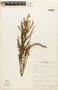 Erythroxylum microphyllum A. St.-Hil., Brazil, A. Amaral, Jr. 808, F