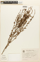Erythroxylum microphyllum A. St.-Hil., Brazil, P. I. Oliveira 358, F