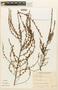 Erythroxylum microphyllum A. St.-Hil., Brazil, G. F. J. Pabst 5951, F
