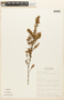 Erythroxylum microphyllum A. St.-Hil., Brazil, A. Amaral, Jr. 663, F