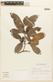 Erythroxylum mucronatum Benth., French Guiana, S. A. Mori 21120, F