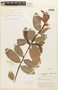 Erythroxylum mucronatum Benth., Guyana, A. C. Smith 3308, F