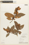 Erythroxylum mucronatum Benth., Brazil, G. T. Prance 25291, F