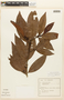 Erythroxylum mucronatum Benth., Brazil, A. Lima 14992, F