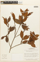 Erythroxylum mucronatum Benth., Brazil, W. W. Thomas 4152, F