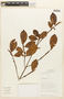 Erythroxylum mucronatum Benth., Bolivia, A. Jardim 2474, F