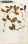 Erythroxylum mucronatum Benth., Bolivia, R. Quevedo 2332, F