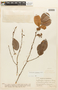 Erythroxylum orinocense Kunth, Venezuela, Ll. Williams 12982, F